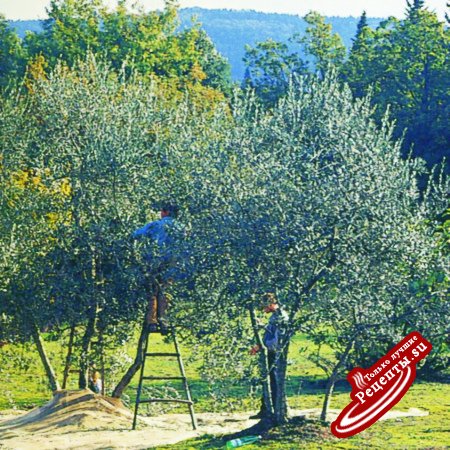 Италия. Тосканское оливковое масло