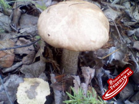 Маринованные подберезовики и белые грибы