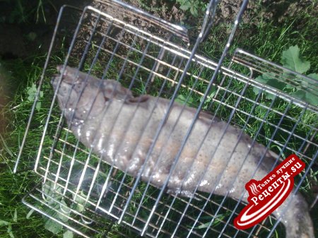 шашлычок из форельки речной