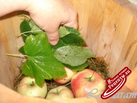 Яблоки мочёные Молодильные (особенности национальной заготовки)