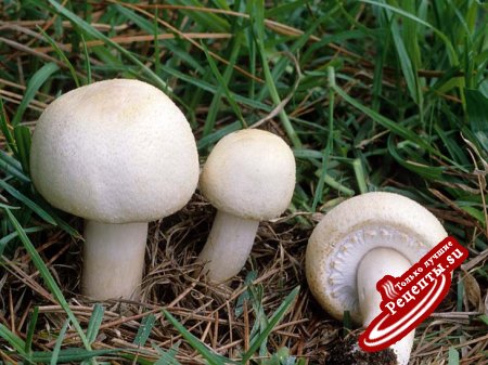 Маринованные грибы.